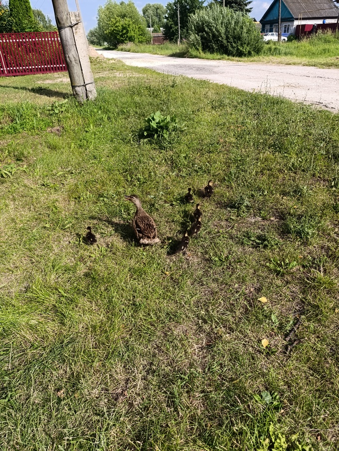 ����������� �������)