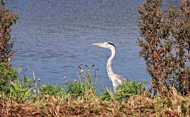 ������ �����