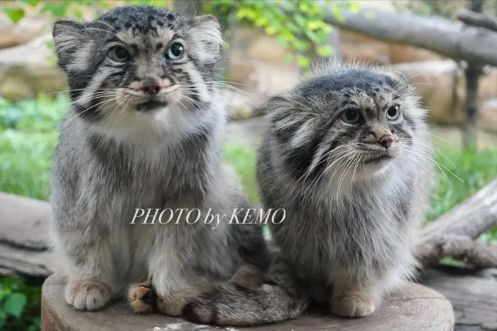     <a href="https://pikabu.ru/story/spi_spokoyno_bolushka_12934964?u=https%3A%2F%2Fwww.instagram.com%2Fp%2FDL15XIksq6r%2F%3Figsh%3DMTFuZWs2MWZ6Ymtzdg%3D%3D&t=manoolpaggas%20inst&h=254be603009775e99e772b976c36f548d94ba8cb" title="https://www.instagram.com/p/DL15XIksq6r/?igsh=MTFuZWs2MWZ6Ymtzdg==" target="_blank" rel="nofollow noopener">manoolpaggas inst</a>