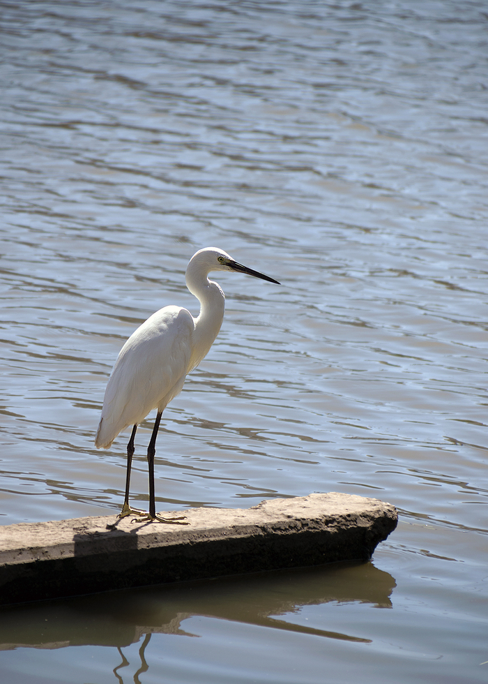 Белая цапля