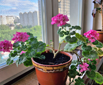 ������ � ��������