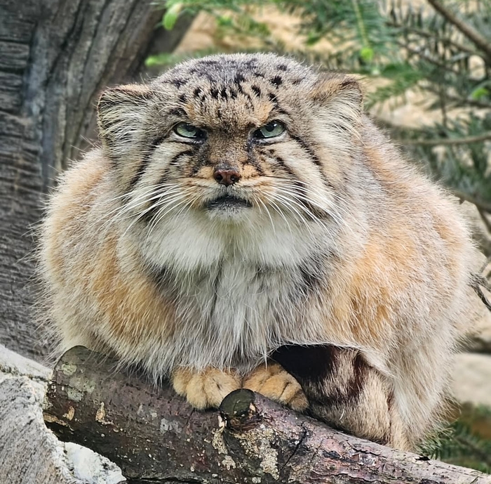 Мистер Строгость