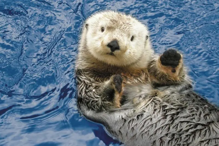 Да, я умный! А что это вы так удивляетесь?