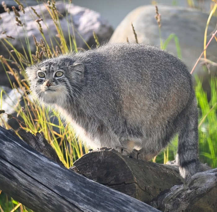 Очевидно, высматривает вкусняшу