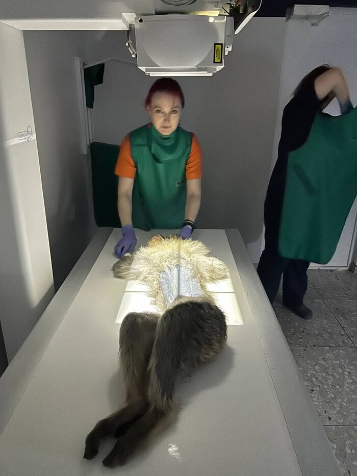 50 оттенков серого Ветеринария, Домашние животные, Экзотические животные, Полезное, Длиннопост