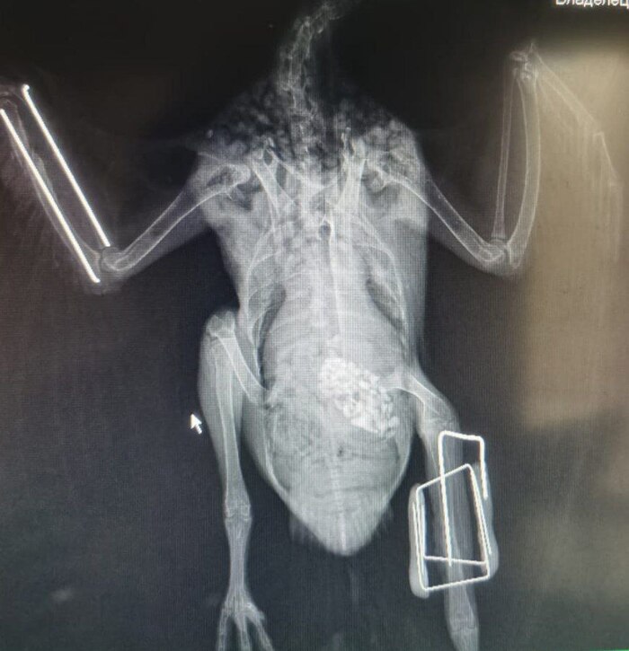 50 оттенков серого Ветеринария, Домашние животные, Экзотические животные, Полезное, Длиннопост