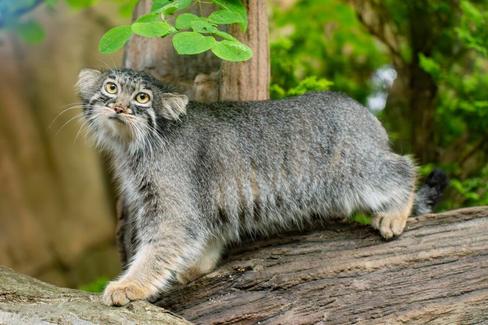 Абрикоска выходит в люди!