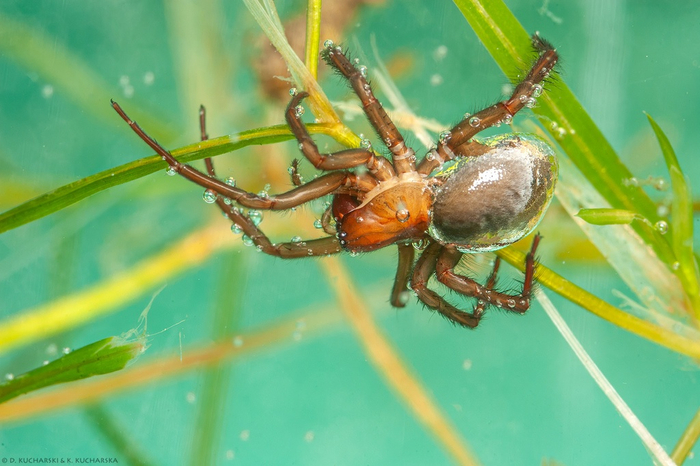 Получается газированный паук.