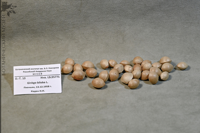Плоды гинкго, Северная Корея. Из фондов Ботанического музея БИН РАН.