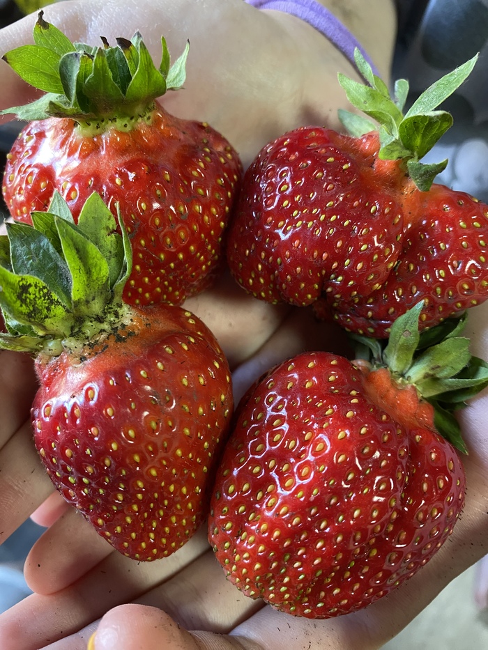           ,  )&#x2764;&#xFE0F;&#x1F353;    &#x1F923;