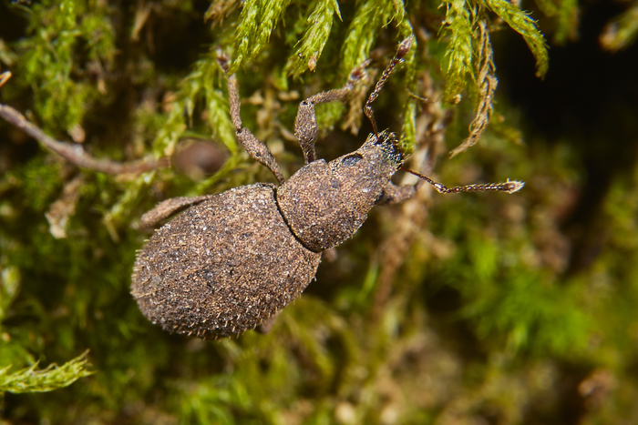 Sciaphilus asperatus -   .   .  ,   . ,     .