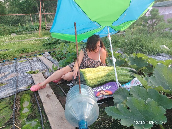 Вырастила кабачок-мутант. Теперь жду, когда за мной приедут люди в чёрном. И да, тема сисек не раскрыта...(но кабачок — огонь!)