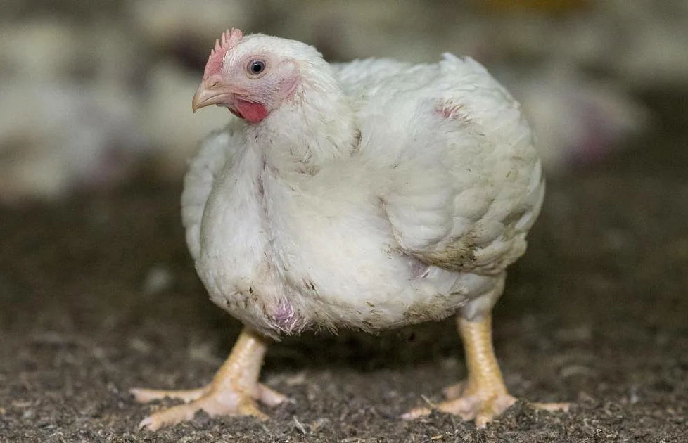 Why can't broiler chicken eggs produce broiler chicks? How do they hatch? A poultry farming mystery. - Egg, Hen, Food, Pets, Animals, Wild animals, Zen, Yandex Zen, Yandex Zen (link), Longpost