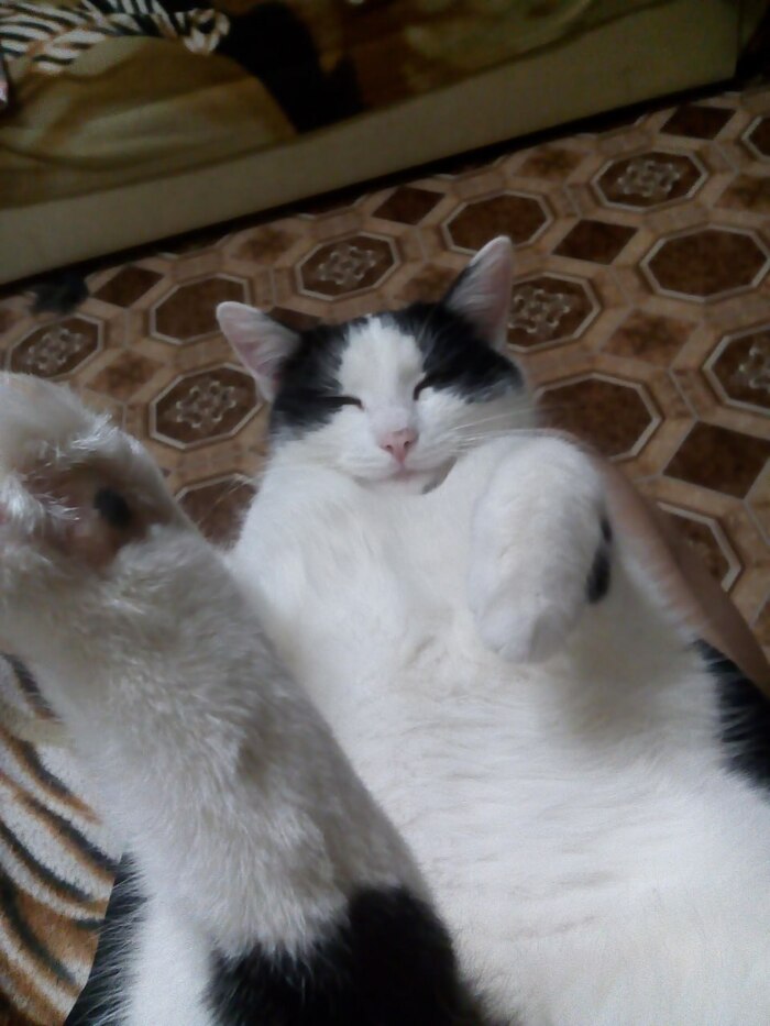 Кот глазами сына