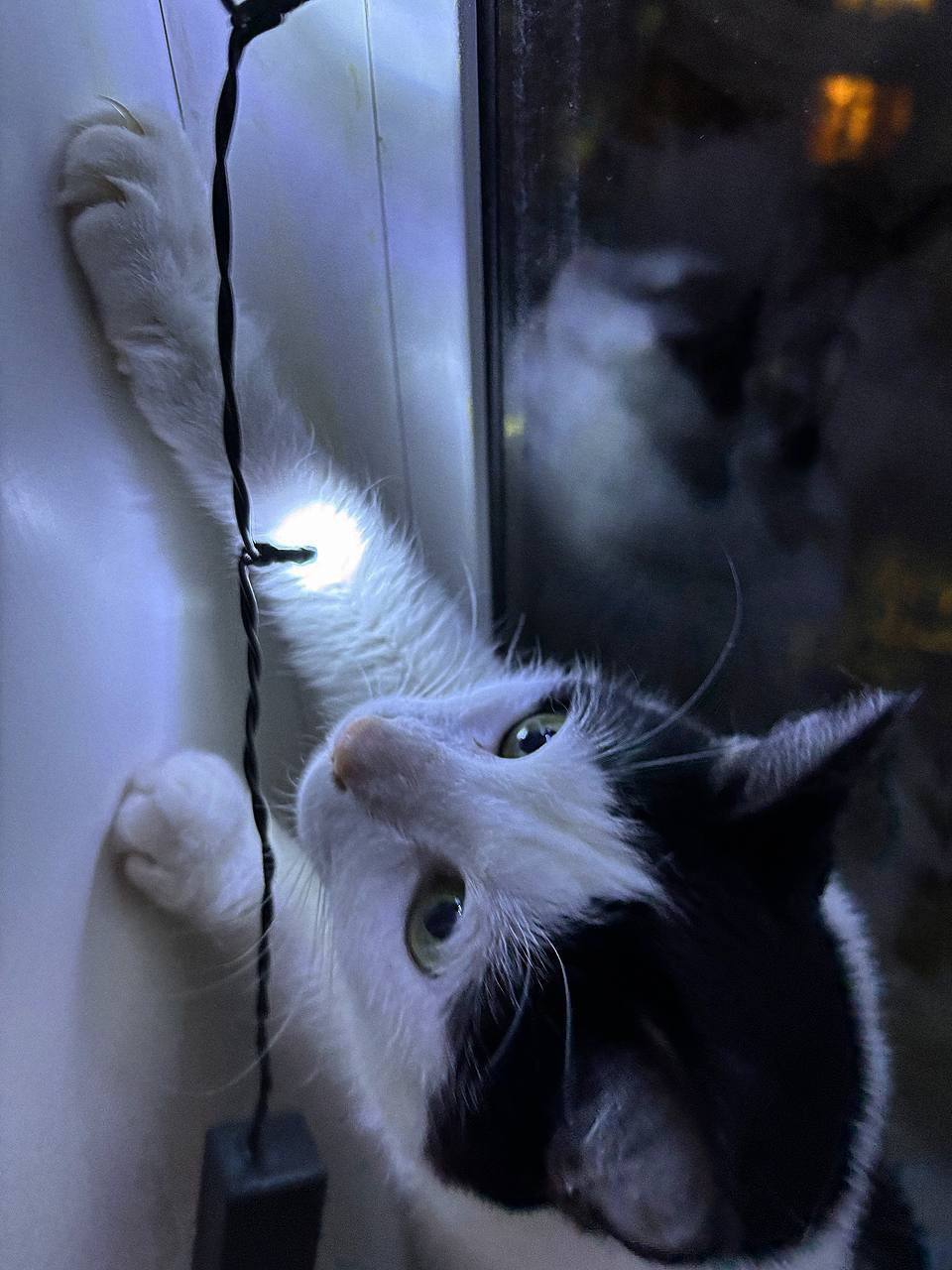 Peter! Kittens are looking for a home - cat, In good hands, Saint Petersburg, Shelter, Good league, Longpost