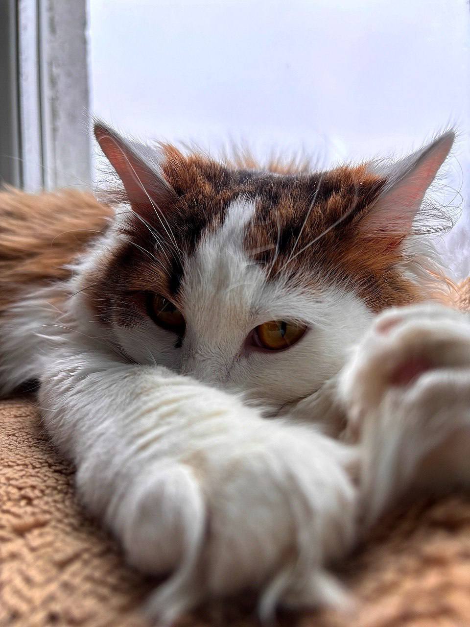 Peter! Kittens are looking for a home - cat, In good hands, Saint Petersburg, Shelter, Good league, Longpost