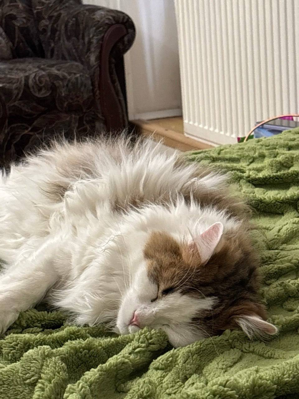 Peter! Kittens are looking for a home - cat, In good hands, Saint Petersburg, Shelter, Good league, Longpost