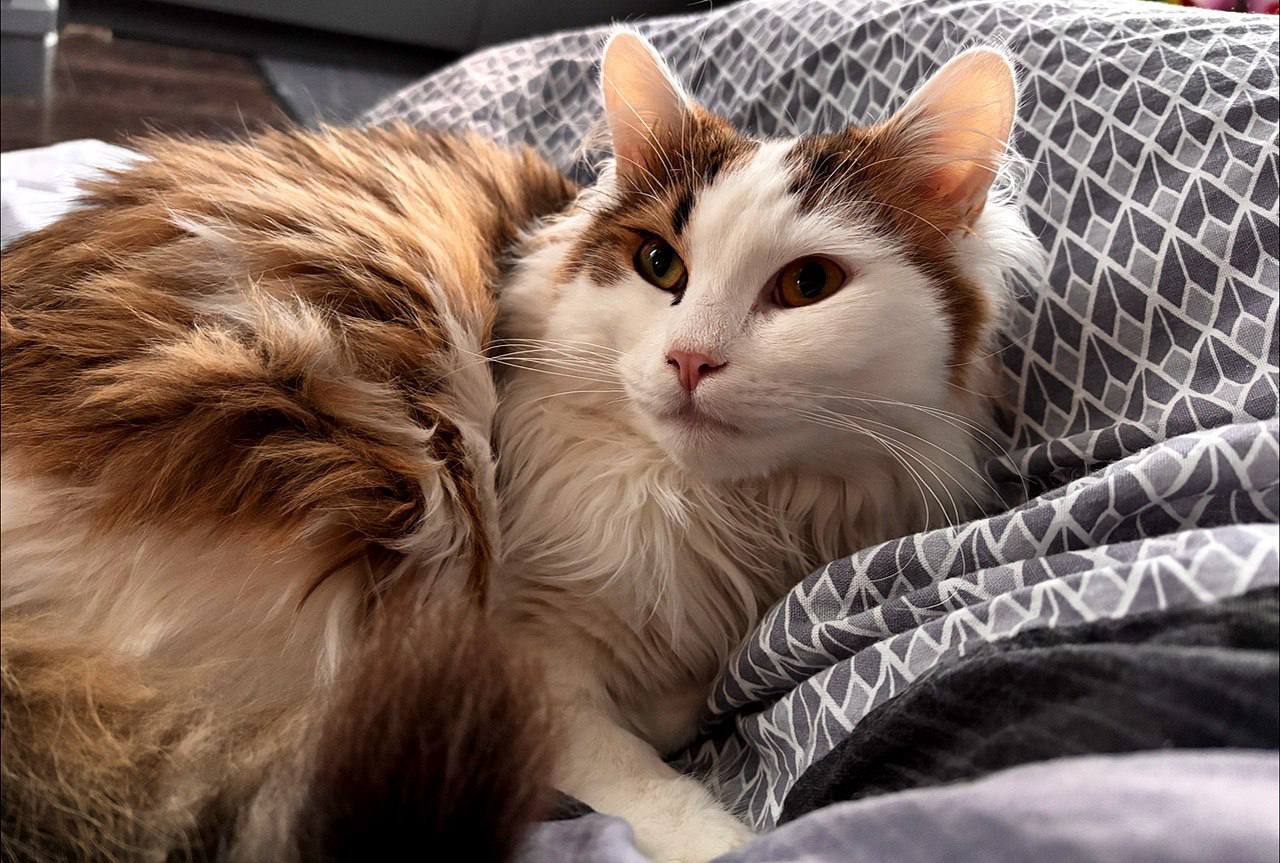 Peter! Kittens are looking for a home - cat, In good hands, Saint Petersburg, Shelter, Good league, Longpost