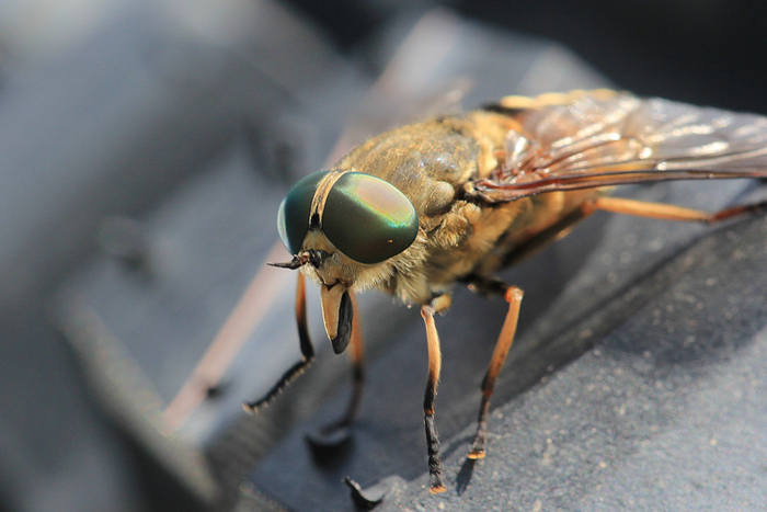 Не слушай врачей! Кровопускание — очень полезно для здоровья! Отвечаю!
