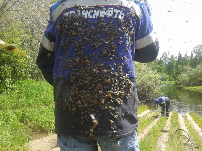 Единственное, что не способен пробить слепень, это спецодежда. Но вы ведь не будете по лесу в разгар лета в такой гулять, верно?