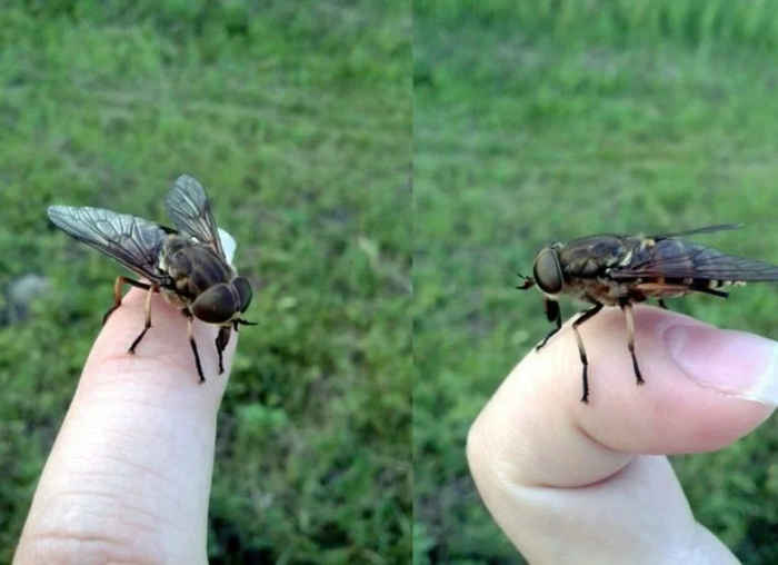 Слепней привлекают тёмные движущиеся объекты, так что это ещё одна причина, почему светлая одежда летом предпочтительней.