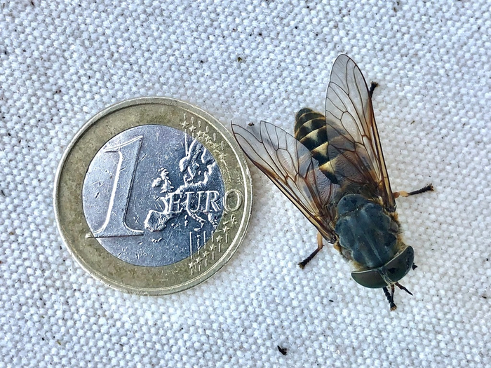 Здравствуйте, сколько стоит жвачка по рублю?