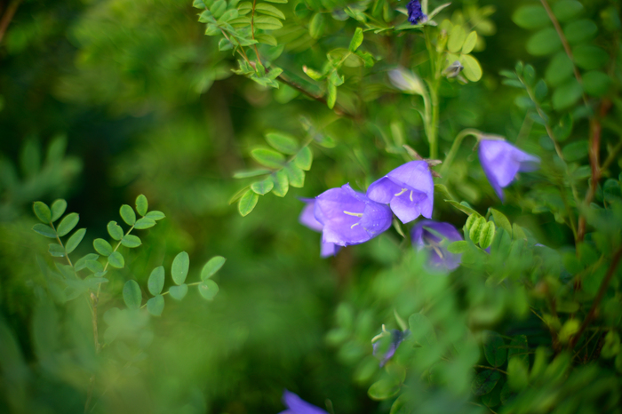    , Nikon, , , 