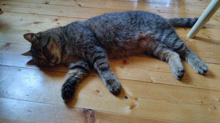 Шел к миске с едой, но не дошёл - устал и упал.