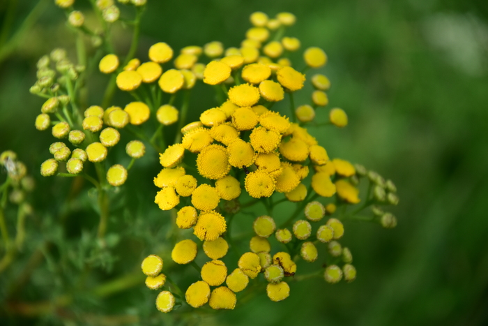    Nikon,   ,  , , 