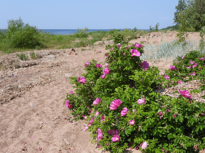 Фото Л. Головневой.