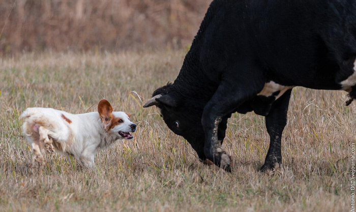 Не забывайте, что собаки — родственники волков. Биологию коровы в школе вряд ли изучали, но отличить хищника от не хищника они способны!