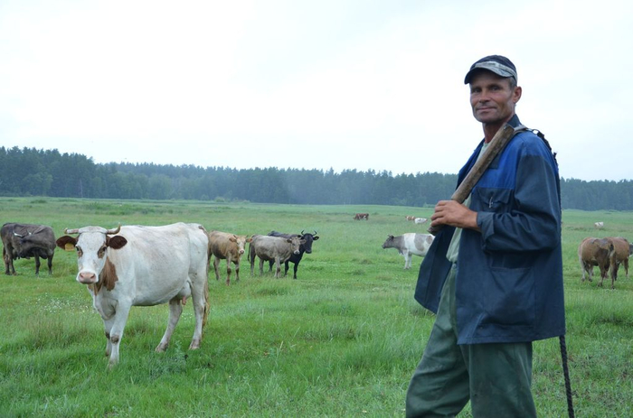 Вот так выглядит авторитет для коровы.