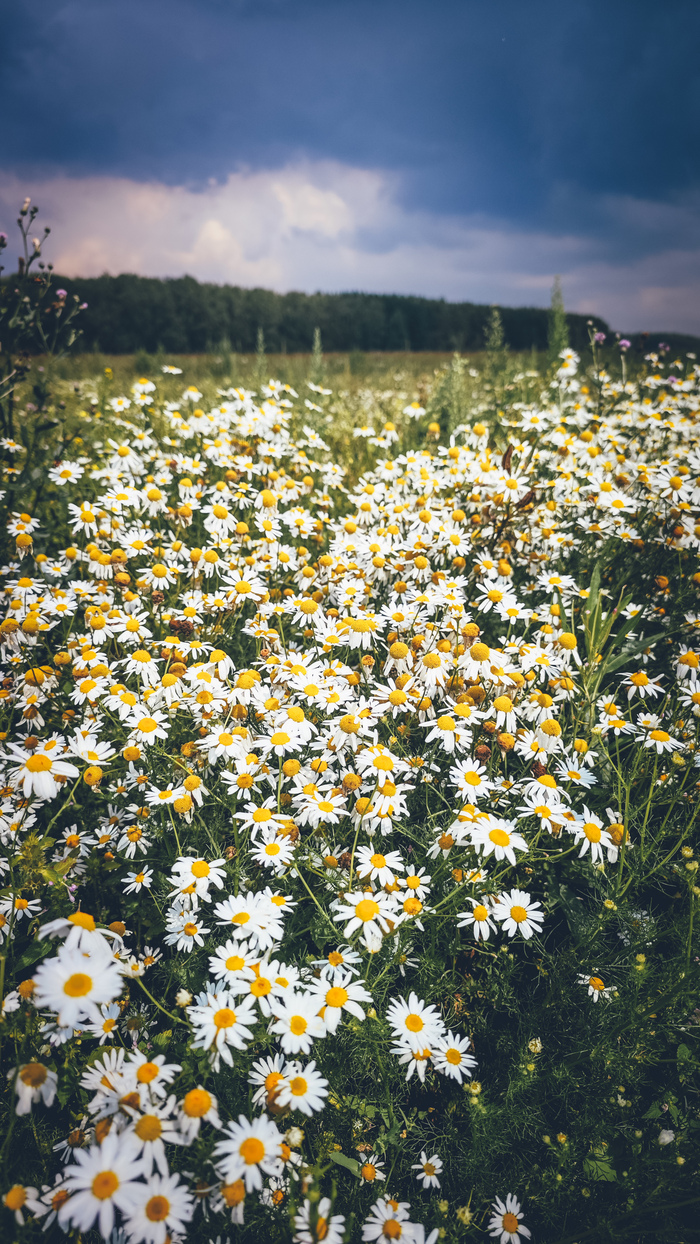 Перед грозой
