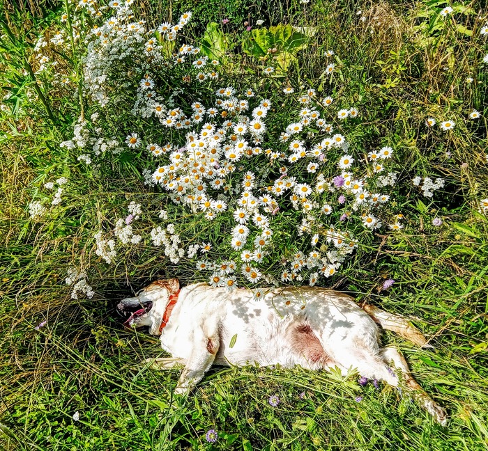 Когда на жаре разморило.