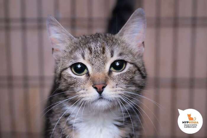 Кошка Пикча