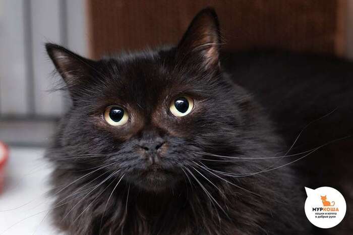 Кошка Миднайт