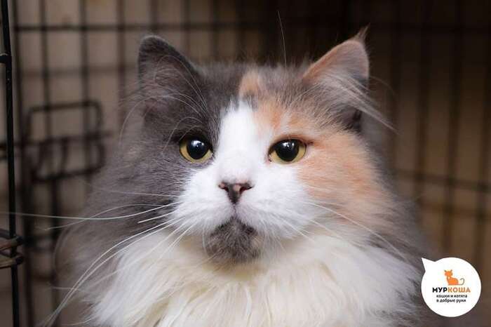 Кошка Демура