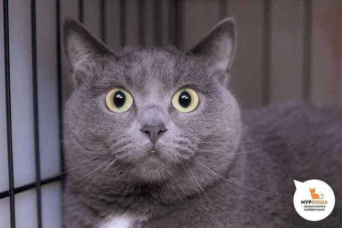 Кошка Шадоу