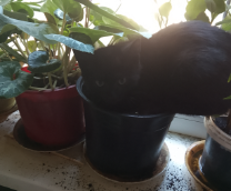 ��� �������