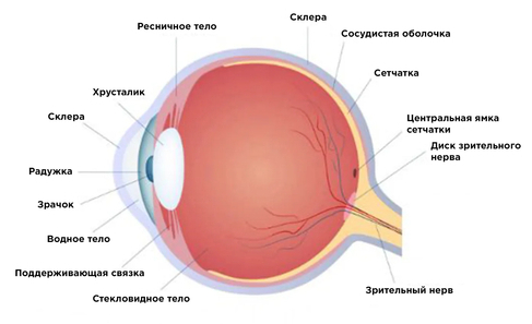 Схематичное строение основных элементов глаза человека