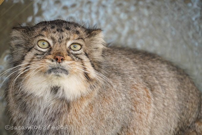 Вспомним Табби