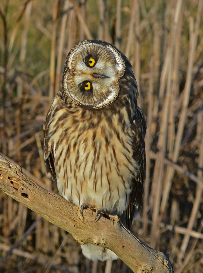 Ответ на пост «Вращение Земли наглядно» Reddit, Космос, Видео, Без звука, Короткие видео, Ответ на пост
