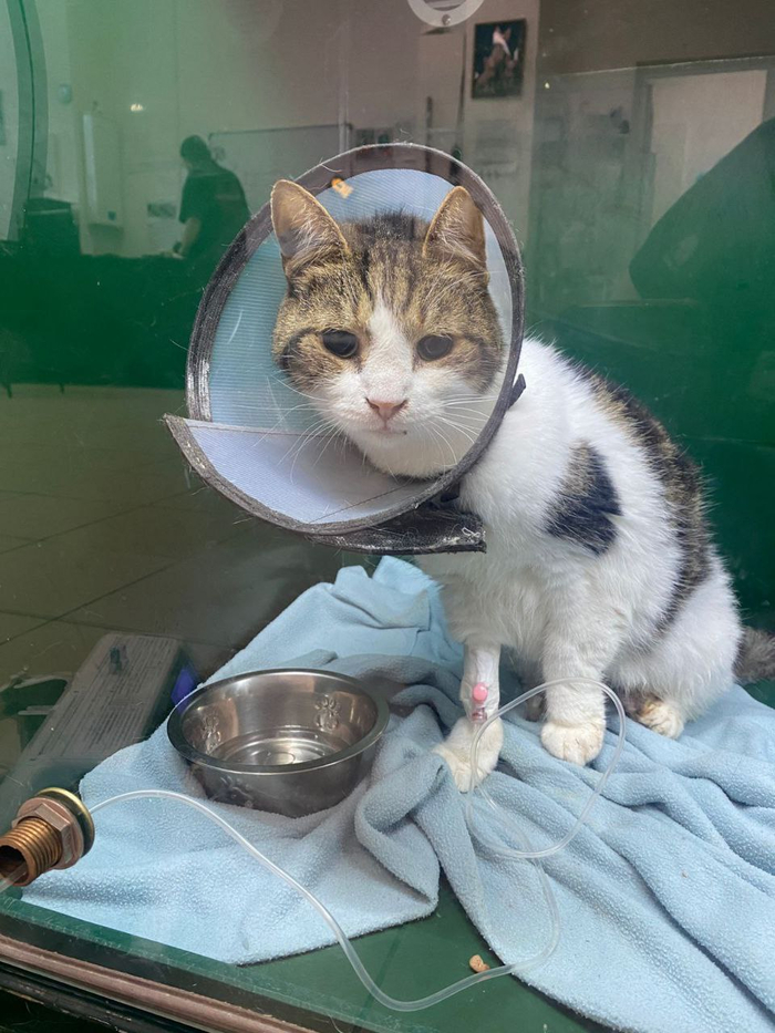 Срочно нужен донор крови коту. Пр. Энергетиков, 70, корпус 1, Санкт-Петербург. Клиника Гиль