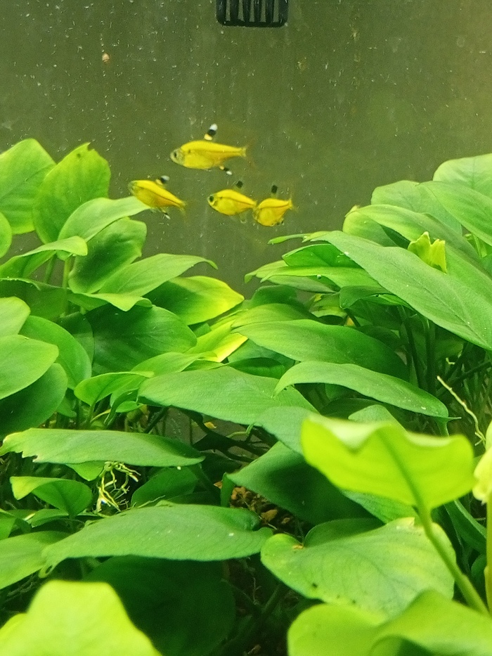 Фото из зарослей Анубиас 🤗