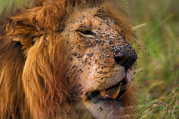 Муха цеце: Страшнее льва и крокодила. Она превратила Африку в ад, но люди применили радиацию Муха, Цеце, Насекомые, Членистоногие, Животные, Дикие животные, Яндекс Дзен, Яндекс Дзен (ссылка), Длиннопост, Повтор Муха цеце: Страшнее льва и крокодила. Она превратила Африку в ад, но люди применили радиацию Муха, Цеце, Насекомые, Членистоногие, Животные, Дикие животные, Яндекс Дзен, Яндекс Дзен (ссылка), Длиннопост, Повтор