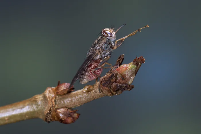 Муха цеце: Страшнее льва и крокодила. Она превратила Африку в ад, но люди применили радиацию Муха, Цеце, Насекомые, Членистоногие, Животные, Дикие животные, Яндекс Дзен, Яндекс Дзен (ссылка), Длиннопост, Повтор Муха цеце: Страшнее льва и крокодила. Она превратила Африку в ад, но люди применили радиацию Муха, Цеце, Насекомые, Членистоногие, Животные, Дикие животные, Яндекс Дзен, Яндекс Дзен (ссылка), Длиннопост, Повтор