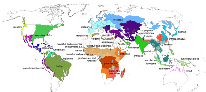 Карта распространения наиболее изученных видов малярийных комаров. Почти весь мир!