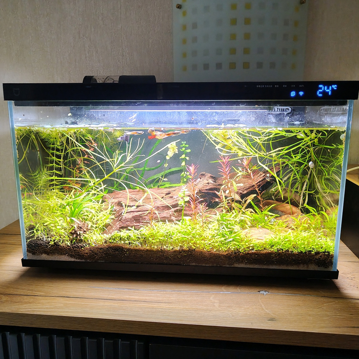 Сколько гуппи можно поселить в аквариум 20 литров. В моём 8 штук!