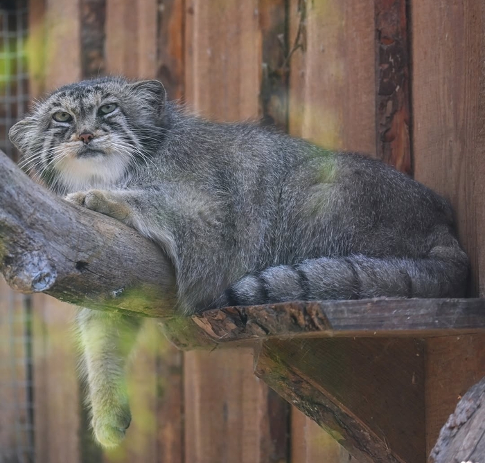Алтани смотрит на понедельник