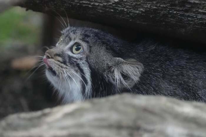 Спряталась